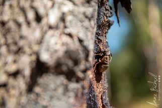 Northterritorie, Mary River, Australie_ juin 2019