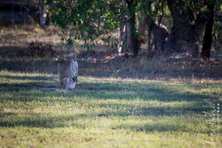 Northterritorie, Mary River, Australie_ juin 2019