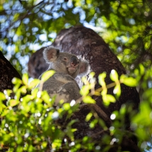 Nossa Koala-2