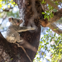 Nossa Koala