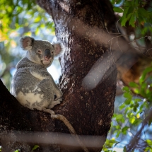 Nossa Koala-3