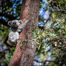Nossa Koala-5