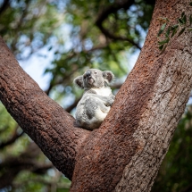 Nossa Koala-6