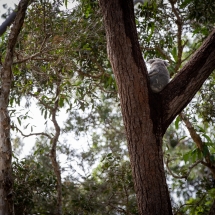 Nossa Koala-7