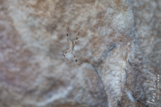Northterritorie, Ubirr, Art Rock, Australie_ juin 2019
