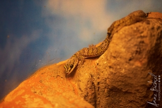 Reptile center Alice Springs-2