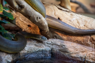 Reptile center Alice Springs-3