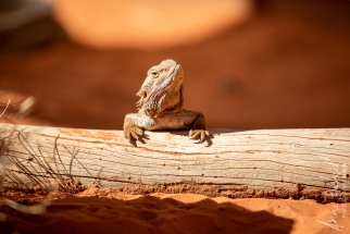 Reptile center Alice Springs